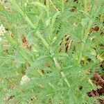 Achillea nobilis 葉