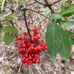 Sambucus racemosaPlod