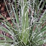 Agave filifera आदत