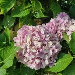 Hydrangea macrophyllaFlower