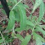 Mentha longifolia Folha