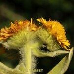 Inula helenioides 花
