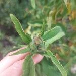 Cistus symphytifolius Other