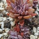 Graptopetalum rusbyi ഇല