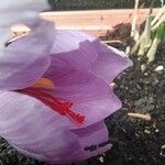 Crocus sativus Virág