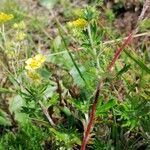 Potentilla argentea Liść