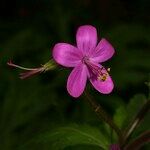 Geranium reuteri Flor