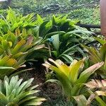 Guzmania plumieri Листок