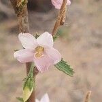 Hibiscus micranthus Květ