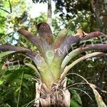 Tillandsia fendleri Hoja