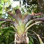 Tillandsia fendleri Feuille