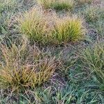 Carex montana Hostoa