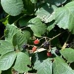 Rubus vestitus Fruitua