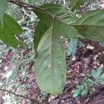 Ocotea splendens Leaf