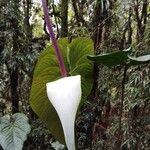 Anthurium nymphaeifolium Kvet