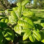 Phellodendron amurense Leaf