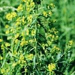 Euphorbia esula Flower