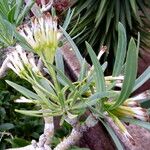 Kleinia neriifolia Flower