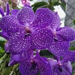 Vanda coerulescens Cvet