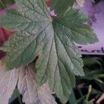 Anemone hupehensis Blatt