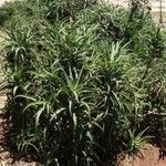Aloiampelos striatula برگ