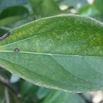 Bignonia magnifica Leaf