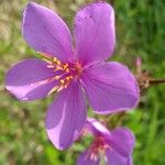 Melastoma malabathricum फूल