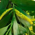 Acacia auriculiformis Flors