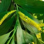 Acacia auriculiformis Fleur