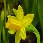 Narcissus cyclamineus 花