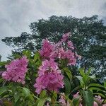 Tibouchina granulosa Квітка