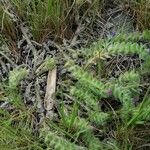 Echium arenarium Outro