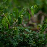 Secamone elliptica Floare