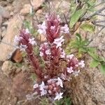 Striga gesnerioides Habitus