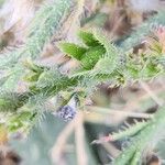 Anchusa iranica Fruit