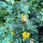 Coronilla valentinaFleur