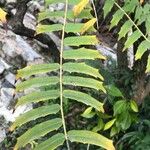 Mahonia oiwakensis Leaf