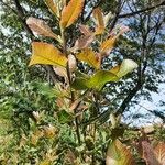 Pappea capensis Leaf