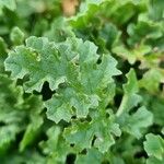 Senecio doria Blad