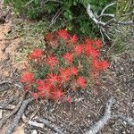 Castilleja subinclusa Flower