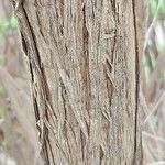 Buddleja alternifolia Cortiza