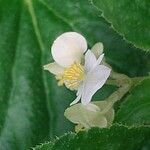 Begonia hirtella Квітка