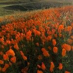 Papaver argemone Blomst