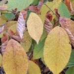 Ostrya virginiana Leaf