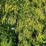 Sophora japonica Folha