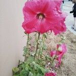 Alcea roseaBloem