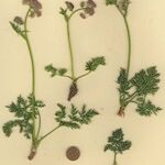 Mutellina adonidifolia その他の提案