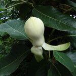 Magnolia delavayi Blüte
