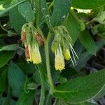 Symphytum tuberosum Flower