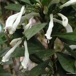 Oxera pancheri Flower